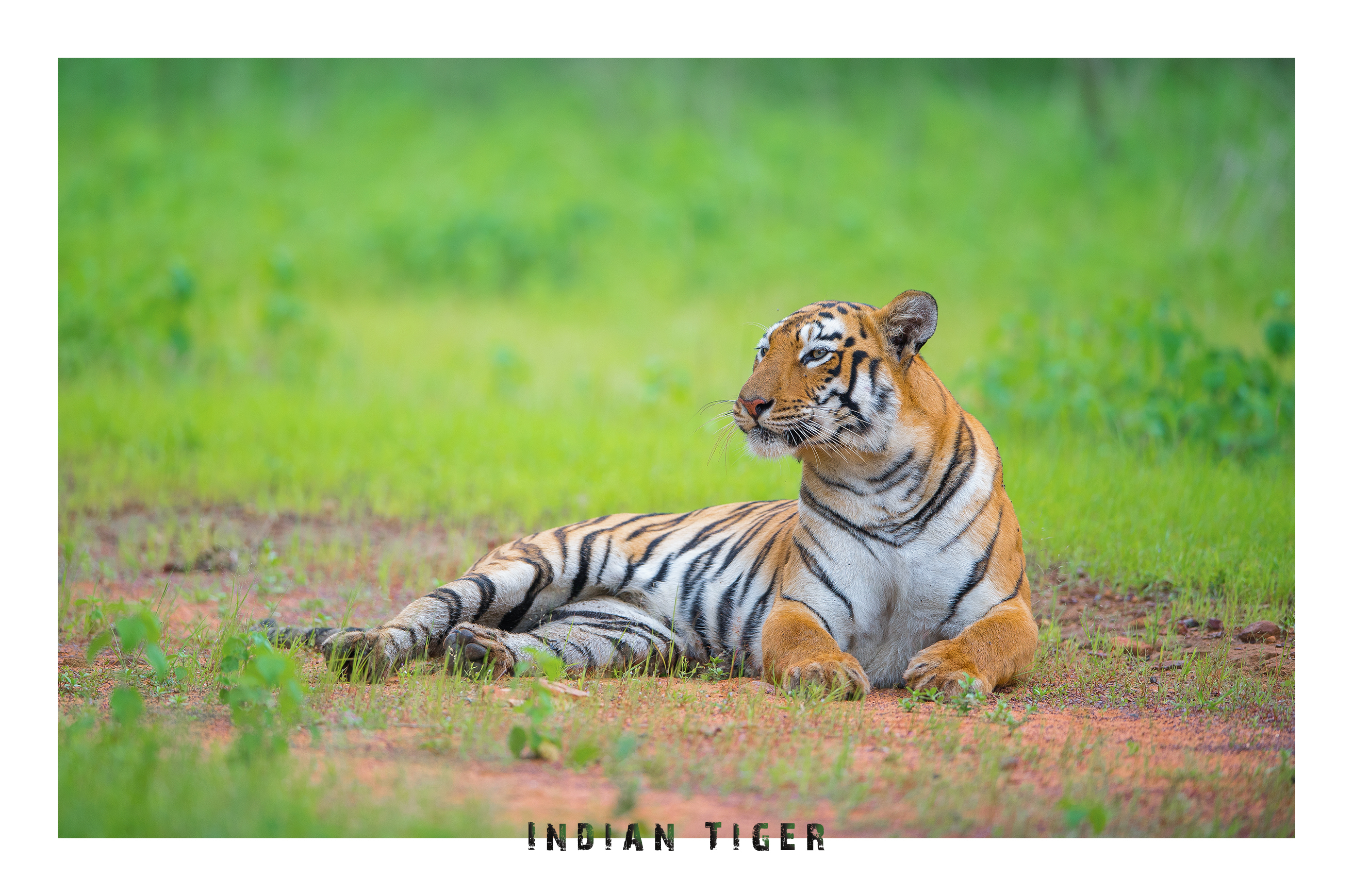 Tiger and Habitat Dilemma