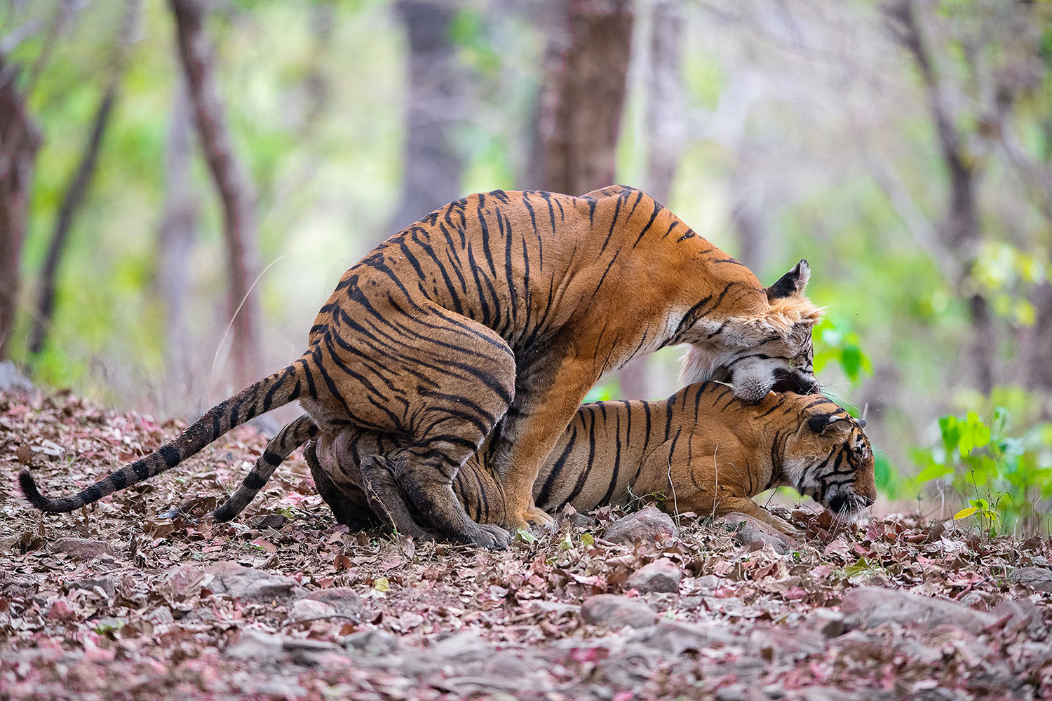 Tiger Courtship
