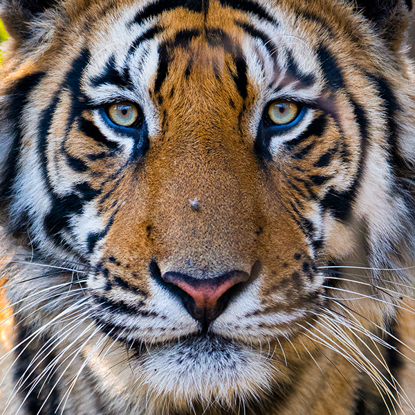 Face of Bandhavgarh